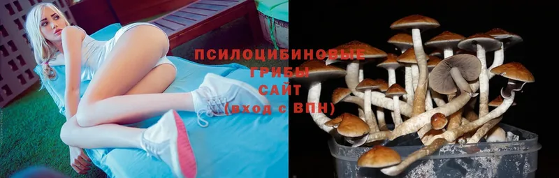 Псилоцибиновые грибы MAGIC MUSHROOMS  нарко площадка телеграм  Северская  гидра ссылка 